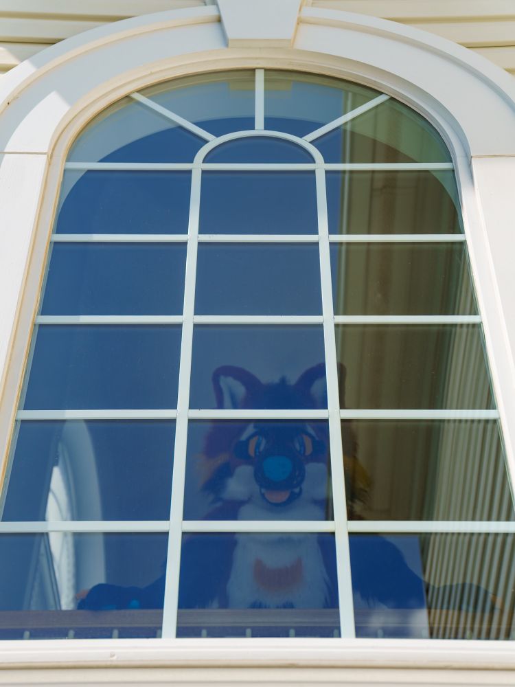 photo of a window taken from outdoors, looking into a building where a maned wolf fursuiter is standing, looking at the camera