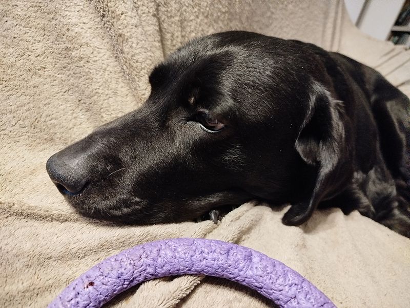 My dog Onyxia, bored out of her mind because my wife is away.