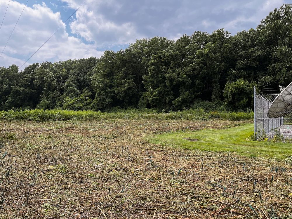 A prairie restoration just cut with a brush mower. 