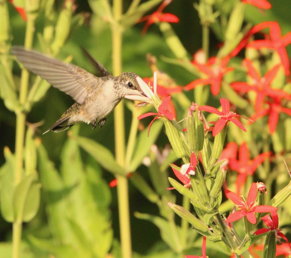 A hovering hummingbird feeds on scarlet red flowers