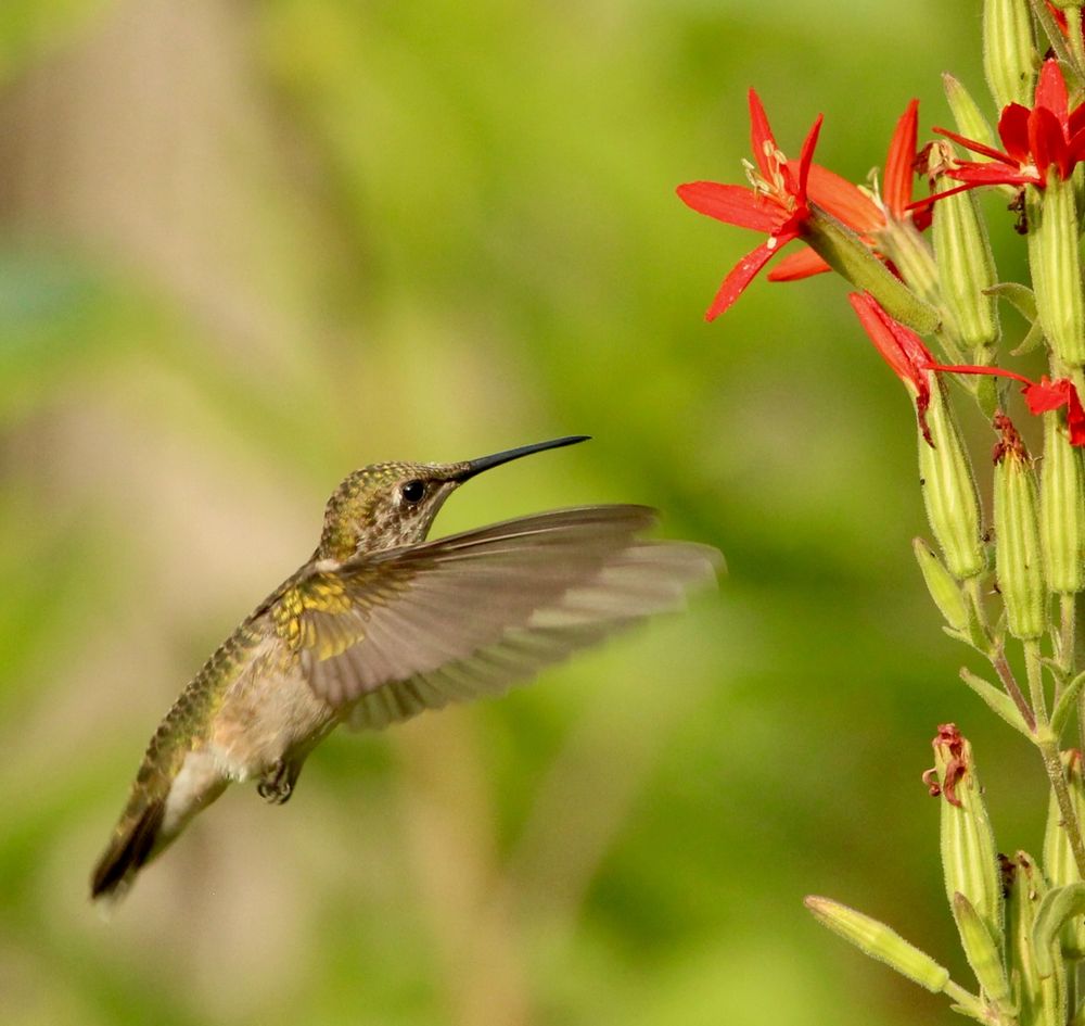 A hovering hummingbird feeds on scarlet red flowers