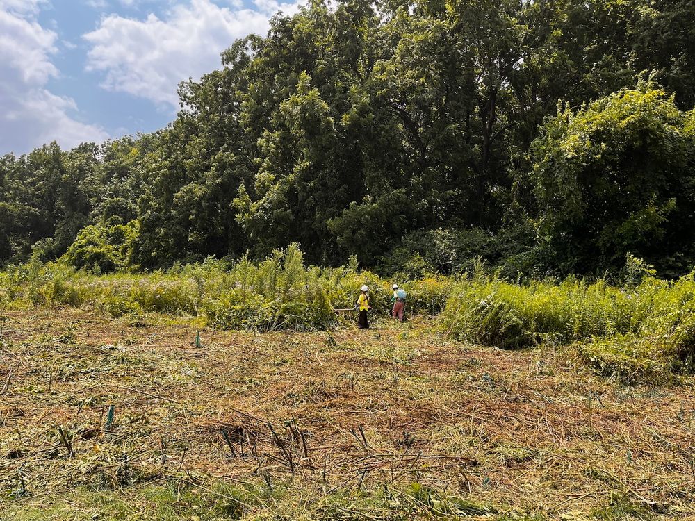 Two restoration ecologists clear brush with a brush cutter and herbicide, on a small overgrown prairie restoration.