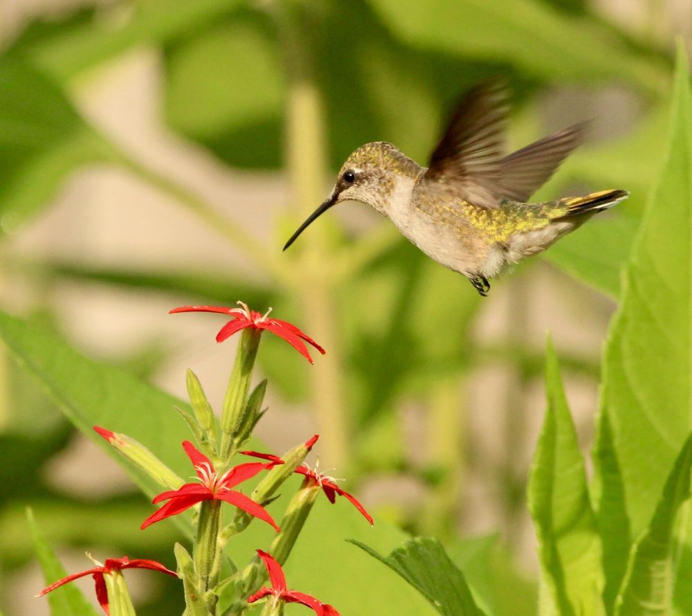 A hovering hummingbird feeds on scarlet red flowers