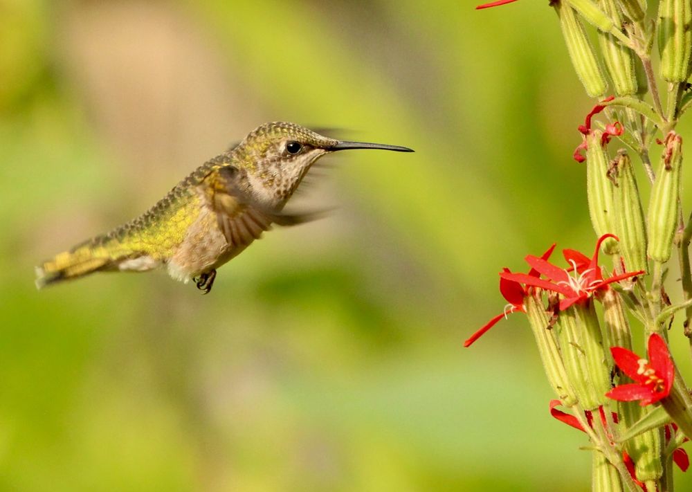 A hovering hummingbird feeds on scarlet red flowers
