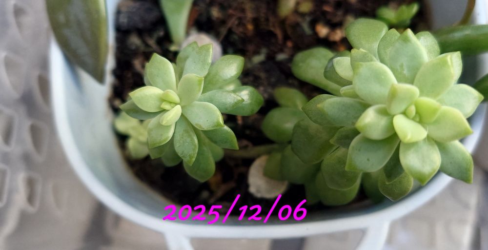 今日（2025/12/06）のリトルビューティーは元気にのんびりしてます。