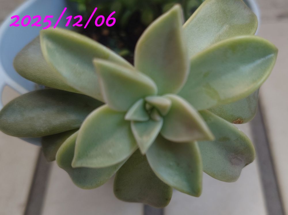 今日（2025/12/06）の推定朧月。少し先頭部分が色づいてきた気配。