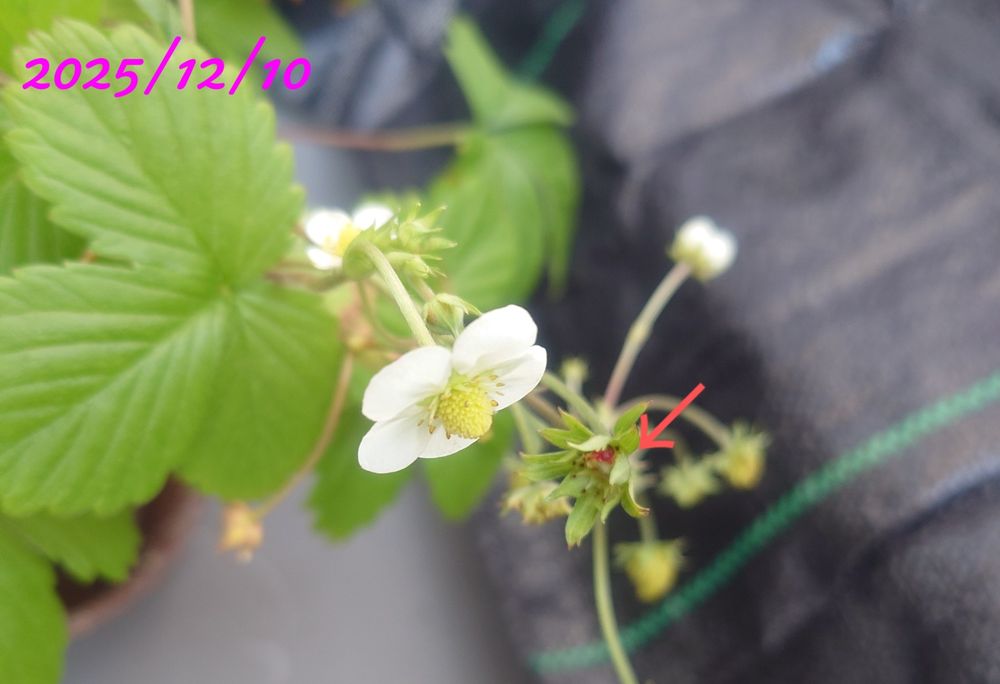 今日（2025/12/10）のワイルドストロベリー🍓赤の花と鳥に食べられた（↙）。食べられたのは今までなかったので驚き（今のところ2個食べられてる）