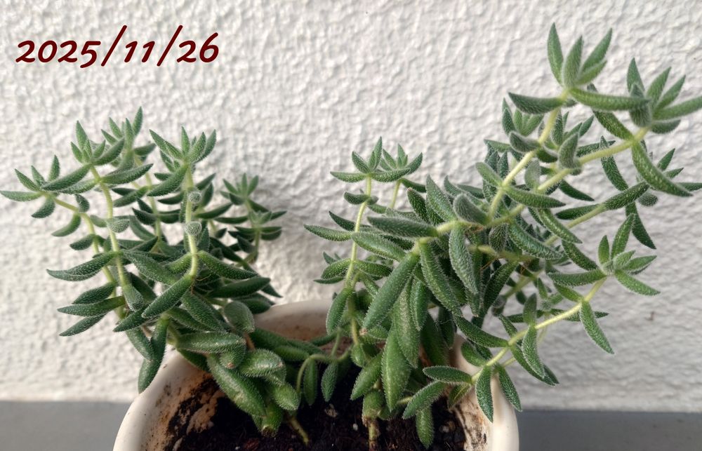今日（2025/11/26）の銀揃。鉢変えしてもうすぐ二十日位。定着してきたのか不安なこの頃。