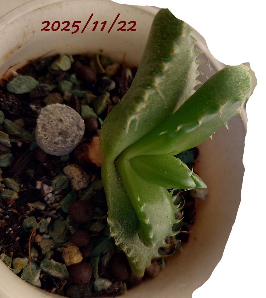 今日（2025/11/22）の推定四海波。ちょっとぷっくりとしてきた。あえて横向きにしてみました。