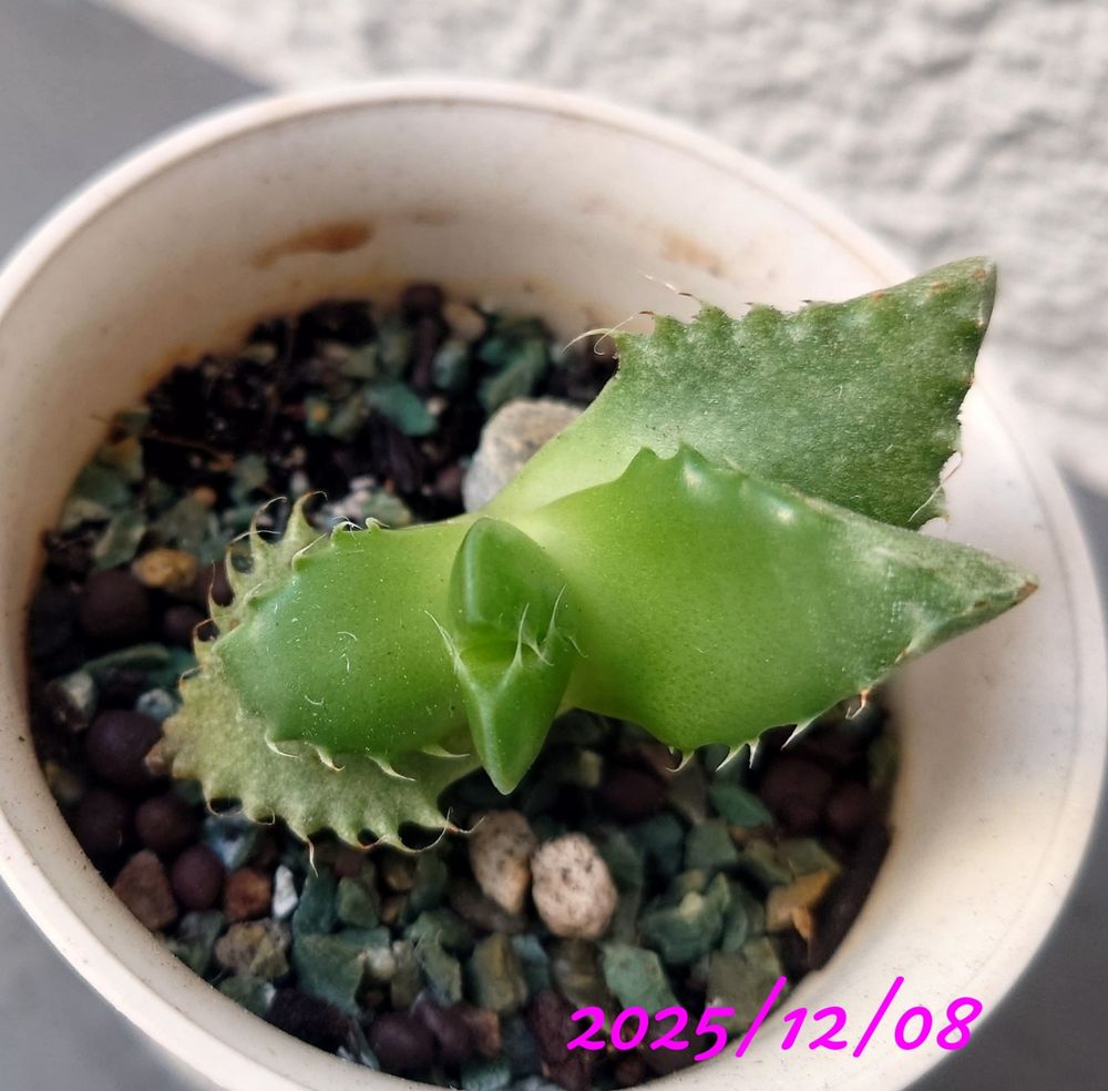 今日（2025/12/08）の推定四海波。やっと葉が開いてきたかな？次の葉は見えないけど…子株もついてないなぁ、何が足らないのか調べないと💭