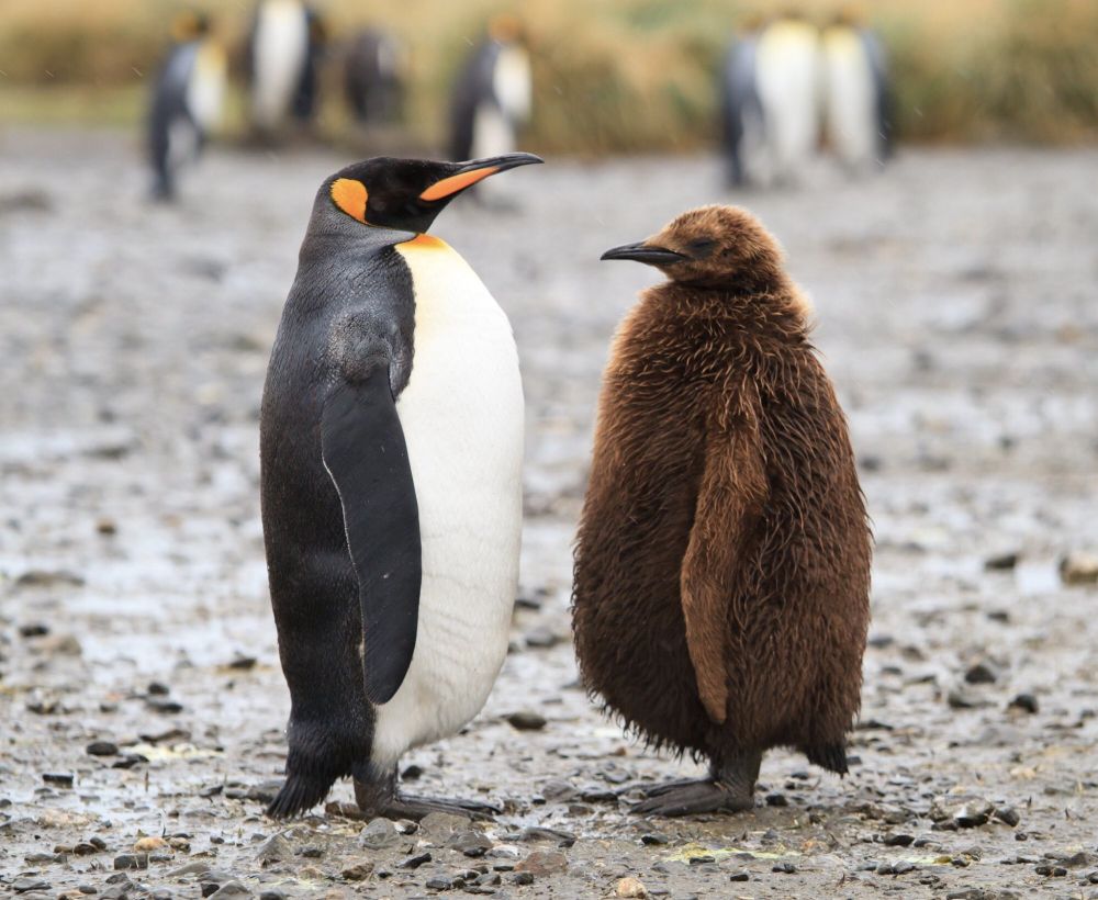 Two penguins, one a black and white and yellow adult, one a floofy brown youngster, stand facing each other on a rocky beach 