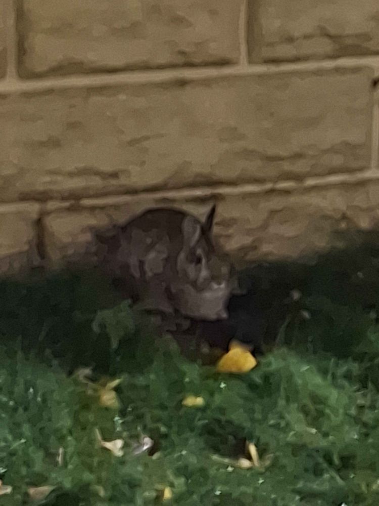 a low-quality image of a rabbit sitting against a wall outdoors