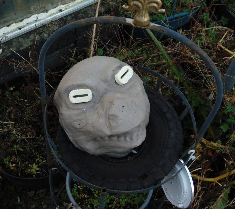 In a metal planter, a tyre for a nest, rests Bebop. A cross between a shark and a pig, made of concrete, just a head, faded coffee brown with very trendy eyewear made of two zeros also concrete.