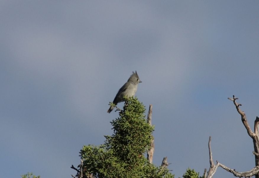 Juniper Titmouse