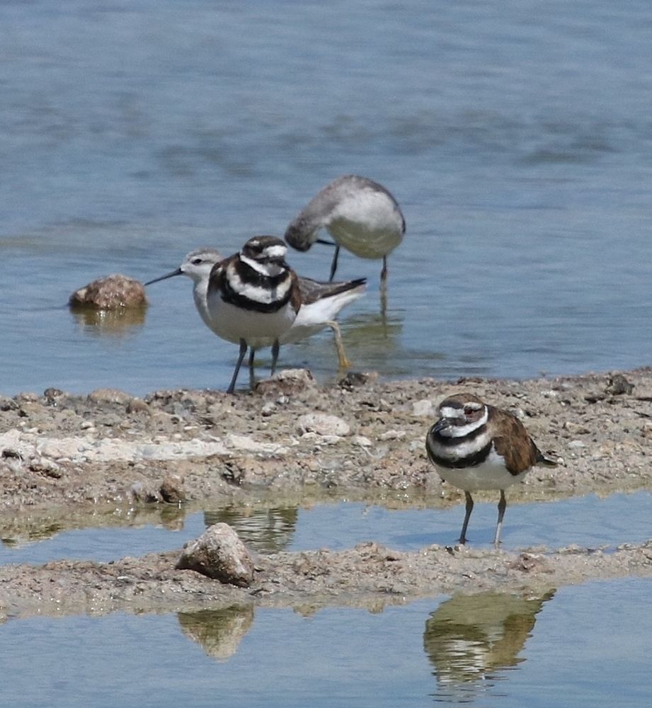 Kildeer and Wilsons Phalarope