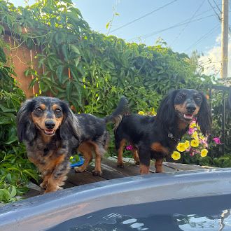 dachshunds on Canada Day