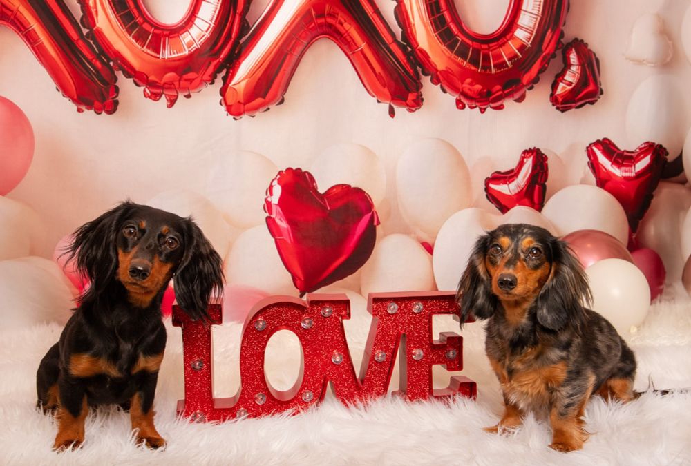 dachshunds Cooper and Nyxie for Valentines Day with a Love sign 