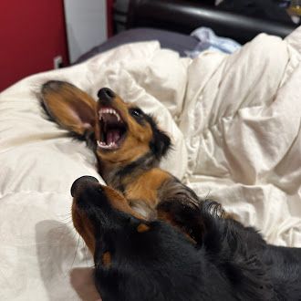 Cooper the dachshund showing her alpha teeth