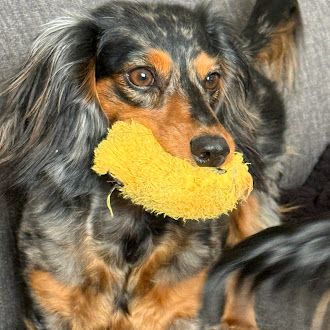 dachshund puppy with toy