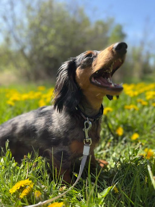 Cooper the dachshund in a field of dandelions 