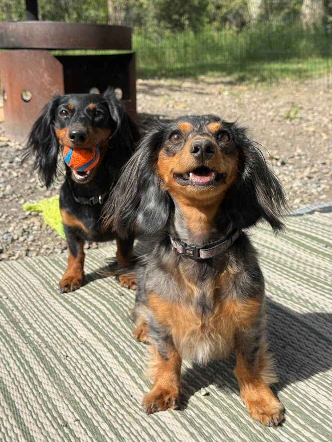 dachshunds out camping