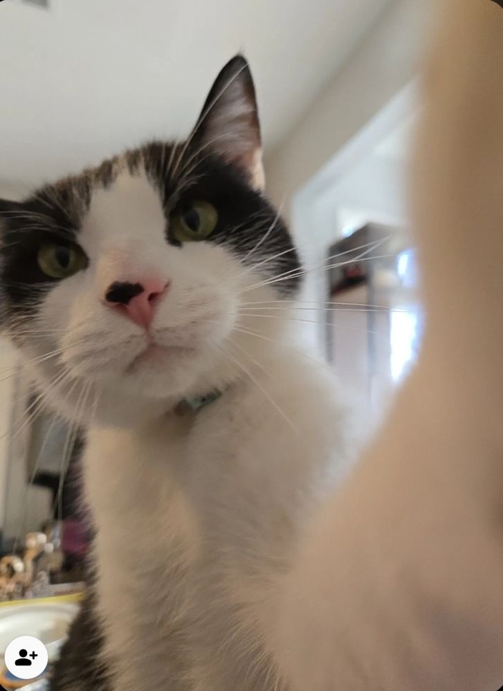 Cow-colored domestic short-hair cat pawing the camera
