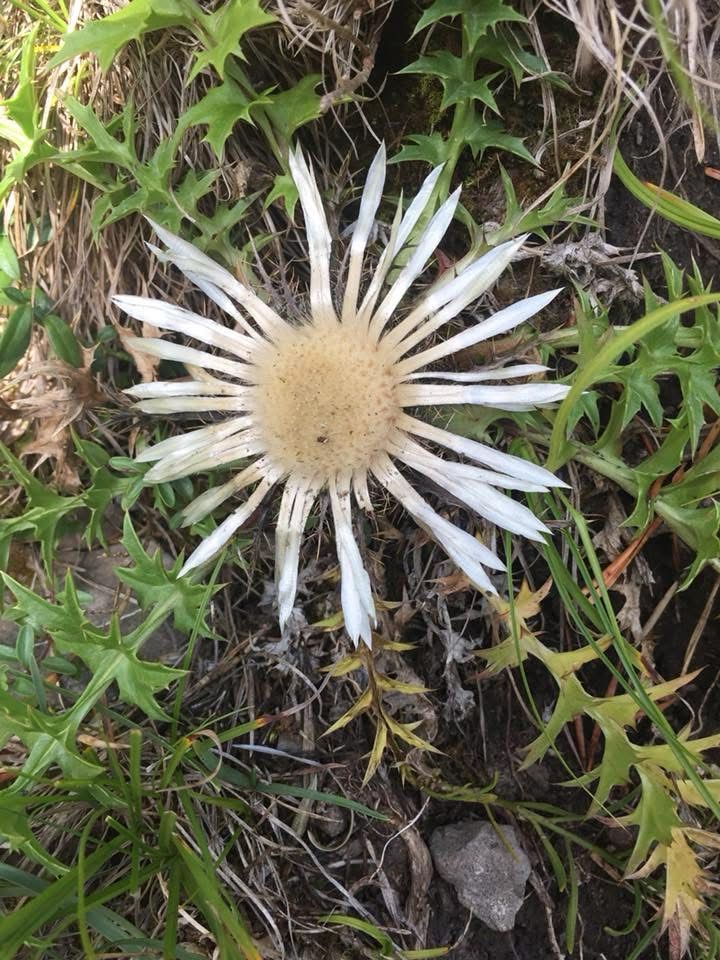 Eine Silberdistel von oben fotografiert, umgeben von eigenen Blättern und dürrem Gras.