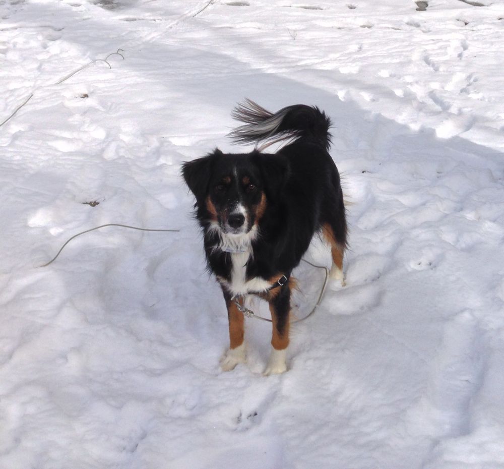 A mostly black tri-color dog standing in the snow.