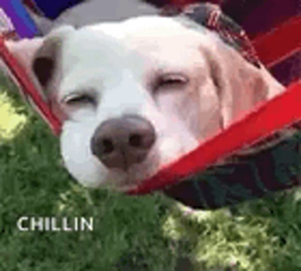 a white dog is sleeping in a hammock .