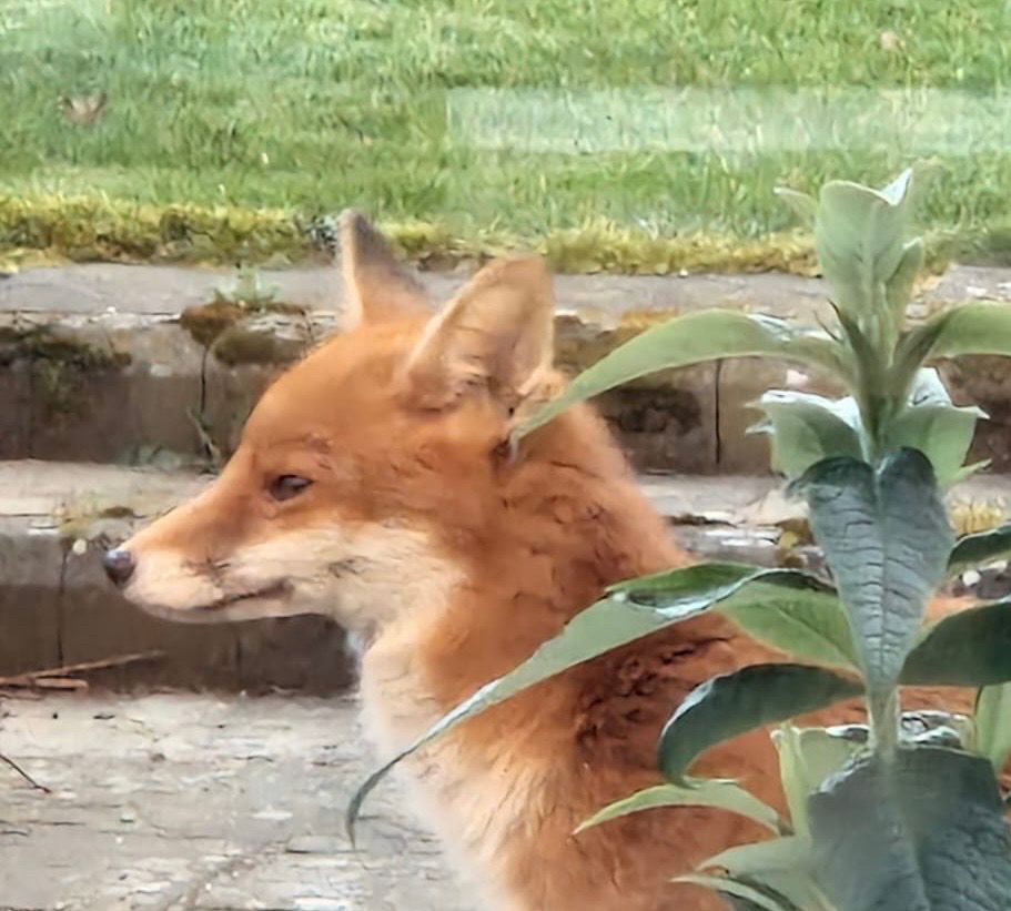 Young fox passes window