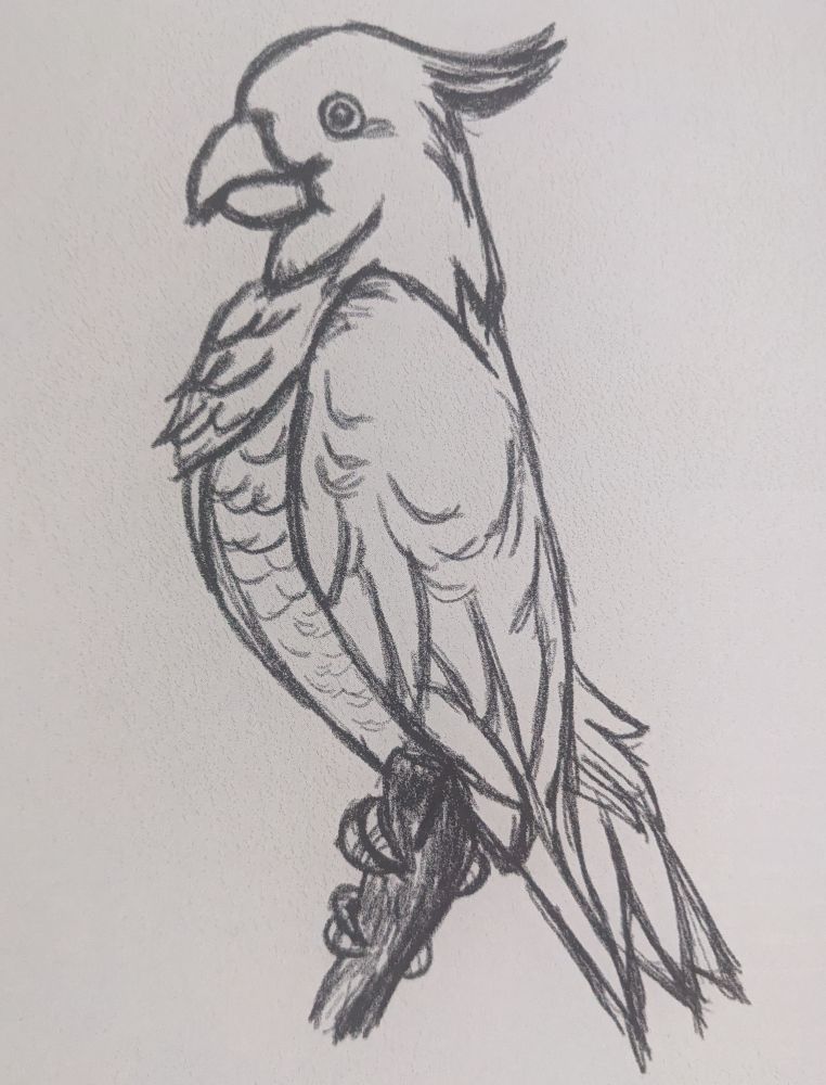Bird sketch for my bird study: A parrot.
