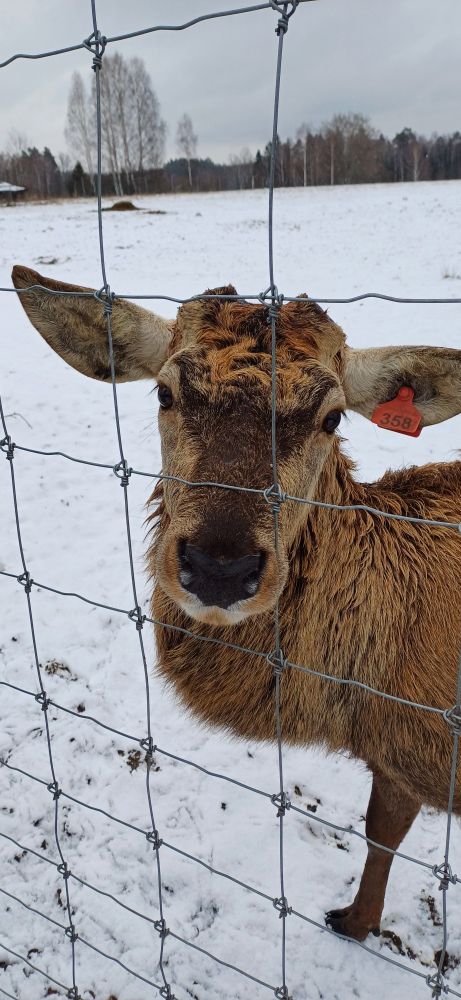 Foto de un ciervo sin cuernos, con una pelaje que luce muy suavecito y marrón. Mira a la cámara y está posando la mar de bonico