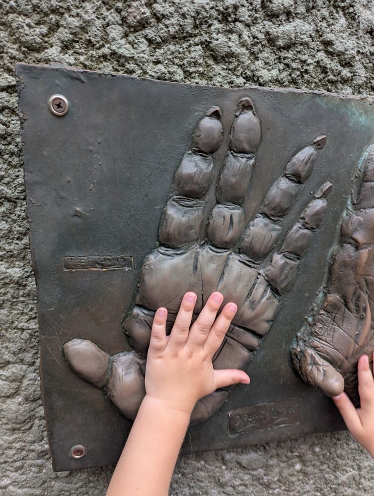 Orangutan handprints vs toddler handprints 
