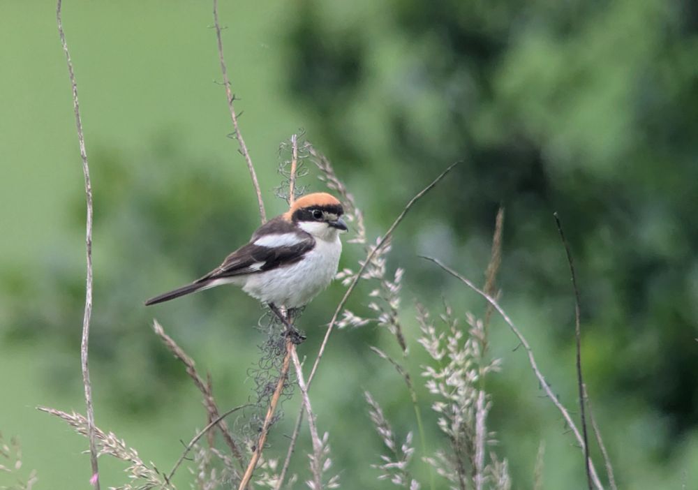 Woodchat shrike