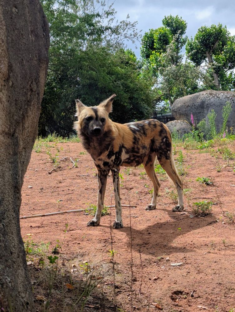 African wild dog
