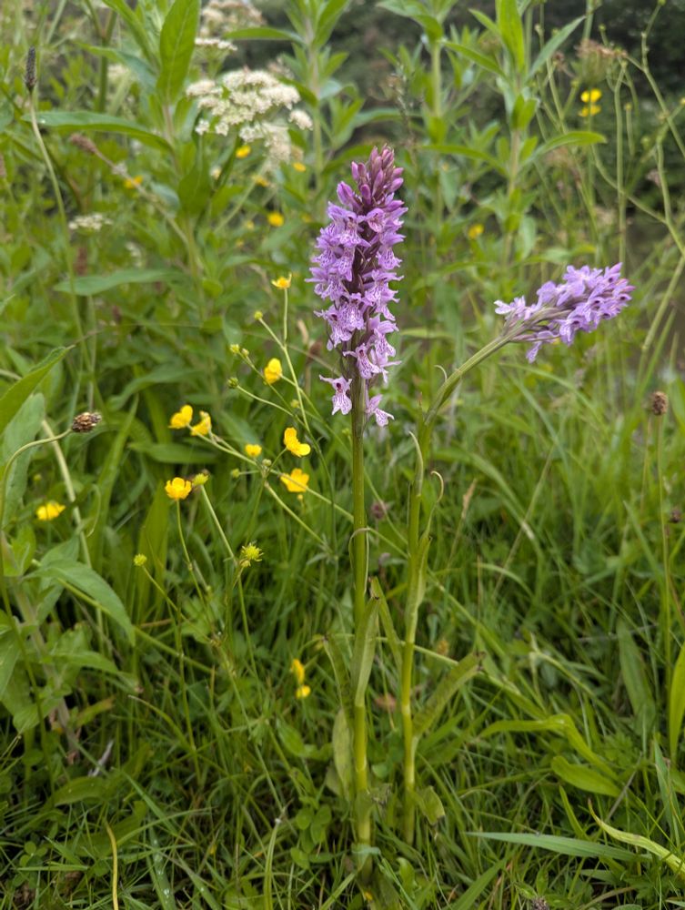 Common spotted orchid 