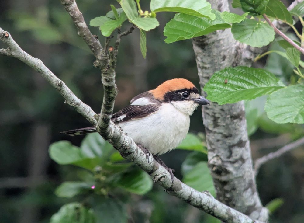 Woodchat shrike