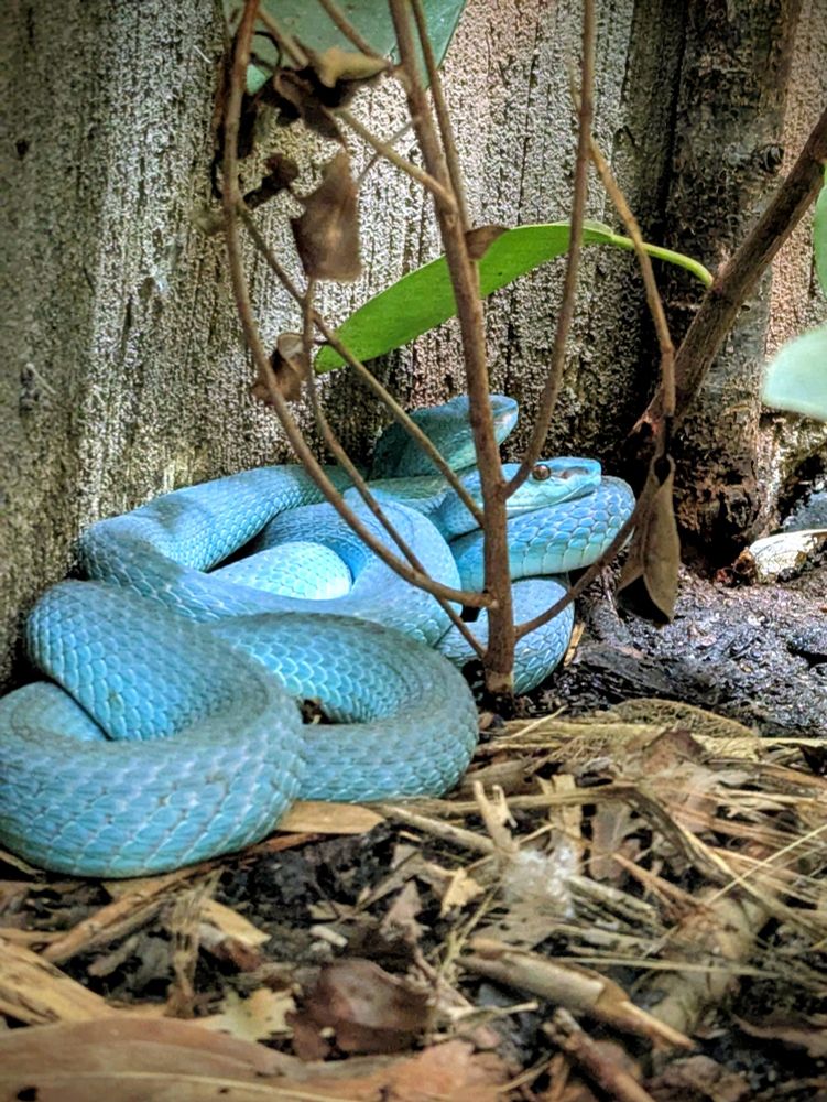 White-lipped island pit viper
