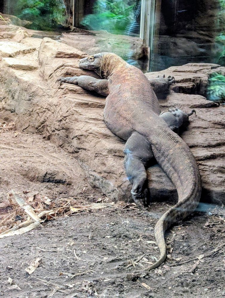 Komodo dragon