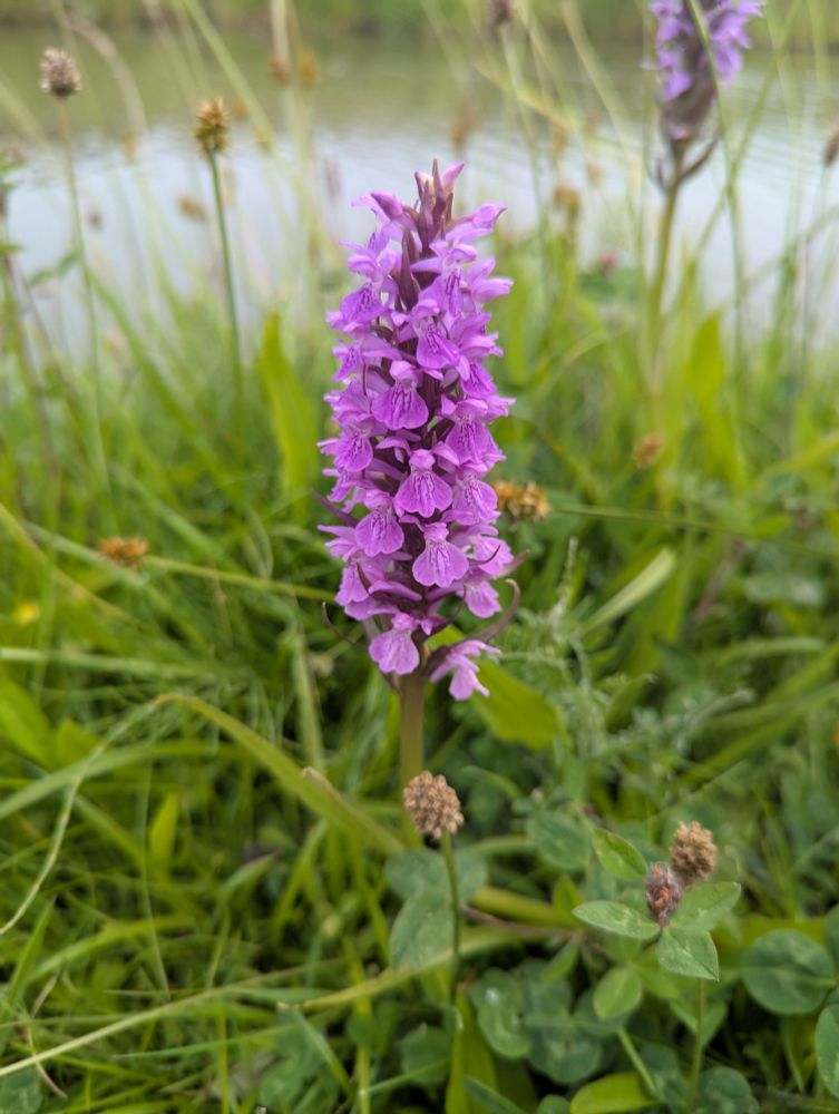 Southern marsh-orchid