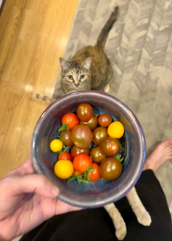 Photo of a hand holding a cereal bowl with purple, red, and yellow grape tomatoes. A tortie kitten is sitting on the floor just above the bowl – she’s staring intently up at it. Below the bowl two ginger tabby’s legs are stretching up and reaching for the bowl. 