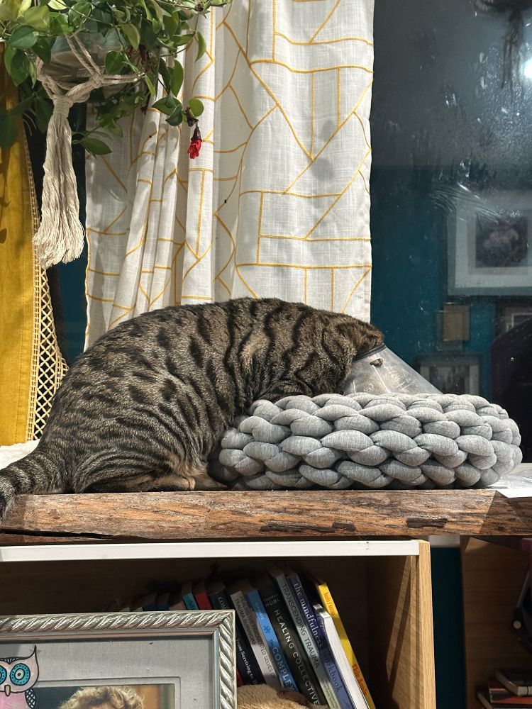 Photo of a half Bengal cat wearing a post-surgery collar. He is sitting next to a cat bed with high sides. He’s stretched his neck out so his head is in the bed but the front of the collar is preventing him from fully laying his head down. He hadn’t moved in 30 seconds when I took the photo because, again, very stoned. 