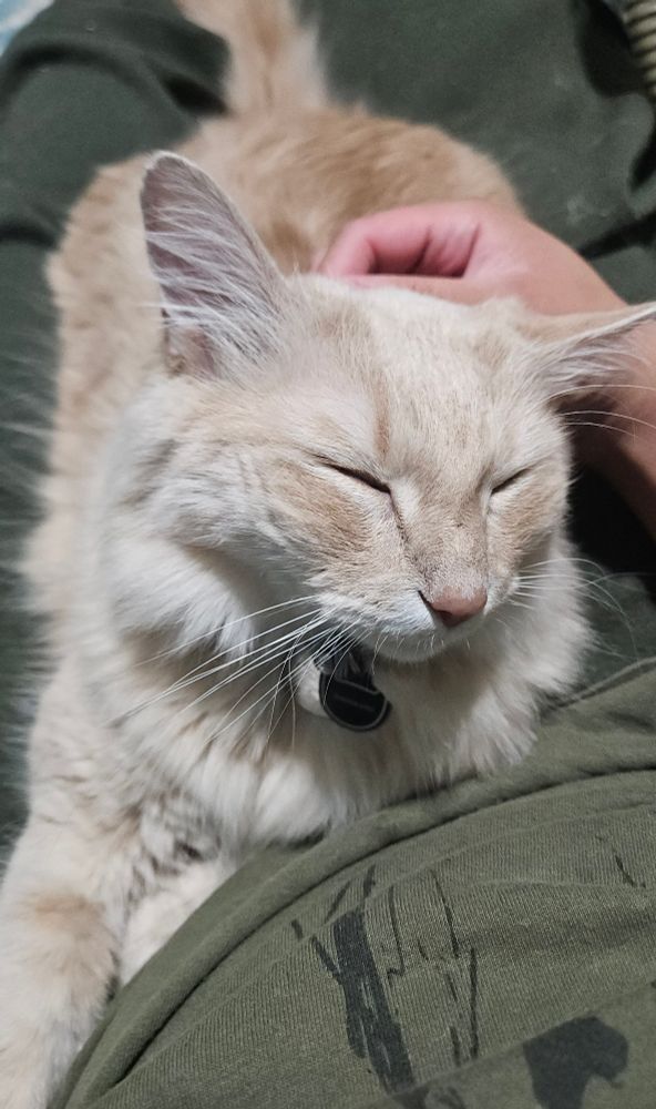 My buff (color) cat sitting on my lap letting me pet him