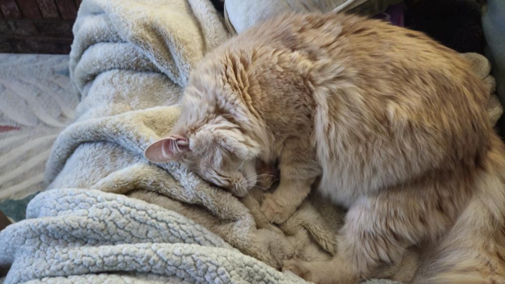 my cat soup, curled up like a sleepy half donut