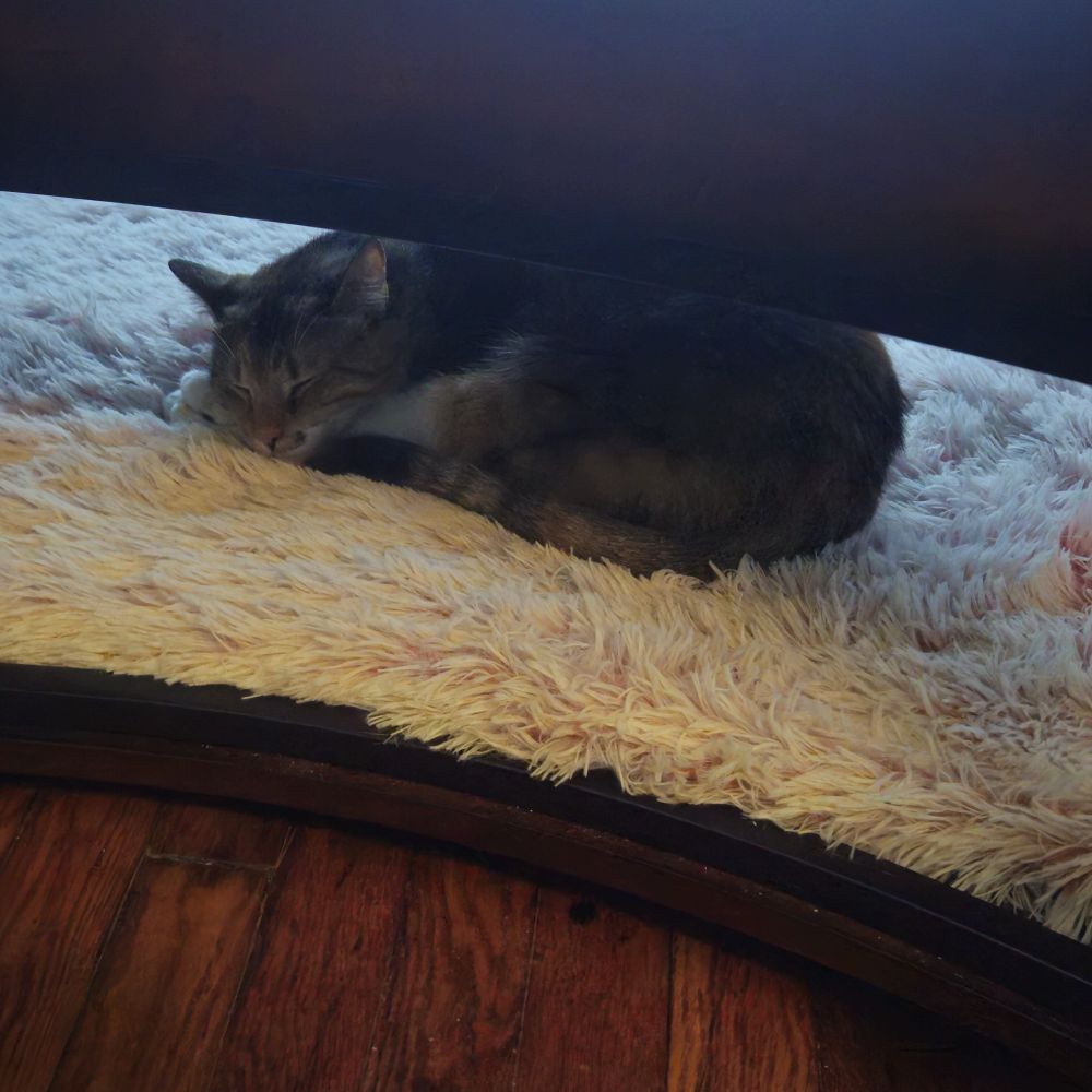 My cat Taho sleeping on a shaggy cat bed under a table