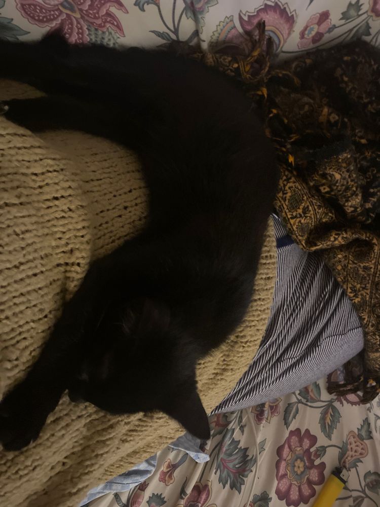 Poticha tout noir de 3 mois affalé sur mon ventre.