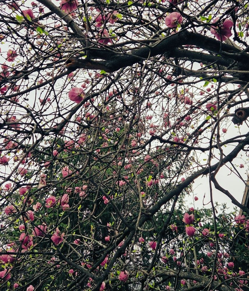 Magnolie roz, privită de jos, care pare că umple tot cerul.