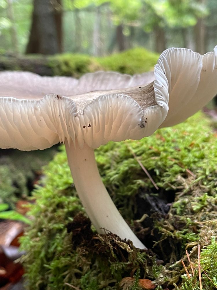 a close up of a mushroom looking like a tiny umbrella