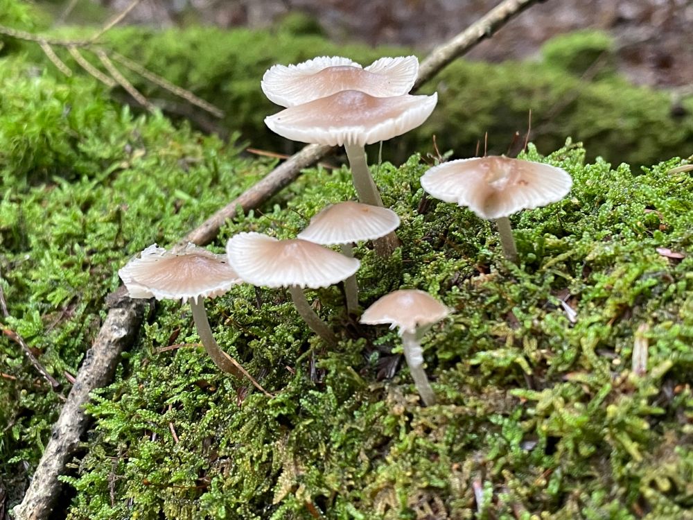 A group of flat capped mushroom growing out of a mossy piece of wood. Like forest fairies having a meeting.