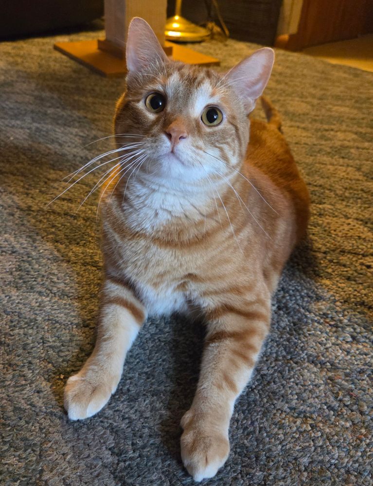 Niko, a handsome orange tabby boy with a white chin and whiskers, sits on a light green carpet. His front legs extend toward the camera and you can really see the darker orange stripes on his legs. His chest also has an adorable patch of white fur. His gold eyes are wide, nose perfectly pink, ears tall and whiskers long. His tail is just visible and stretched out. In the background is the base of a cat scratching post and the base of a lamp.